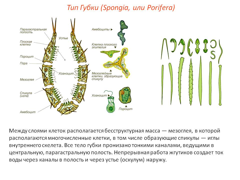Даркнет сайт скачать