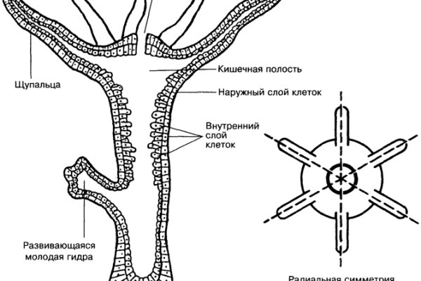 Кракен ссылка онион зеркало