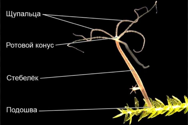 Кракен клирнет